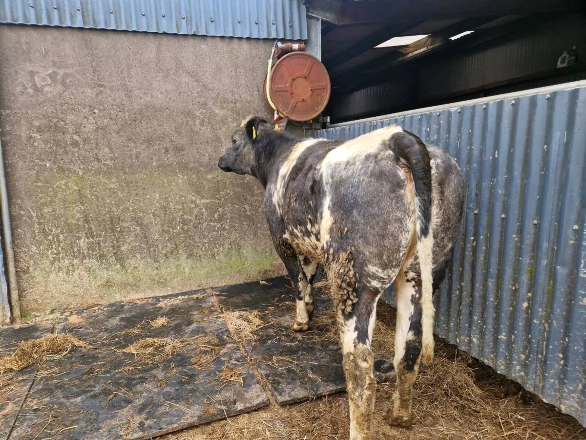 5 star genotype Breeding Heifer - Image 4