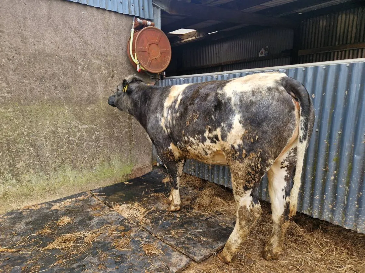 5 star genotype Breeding Heifer - Image 3