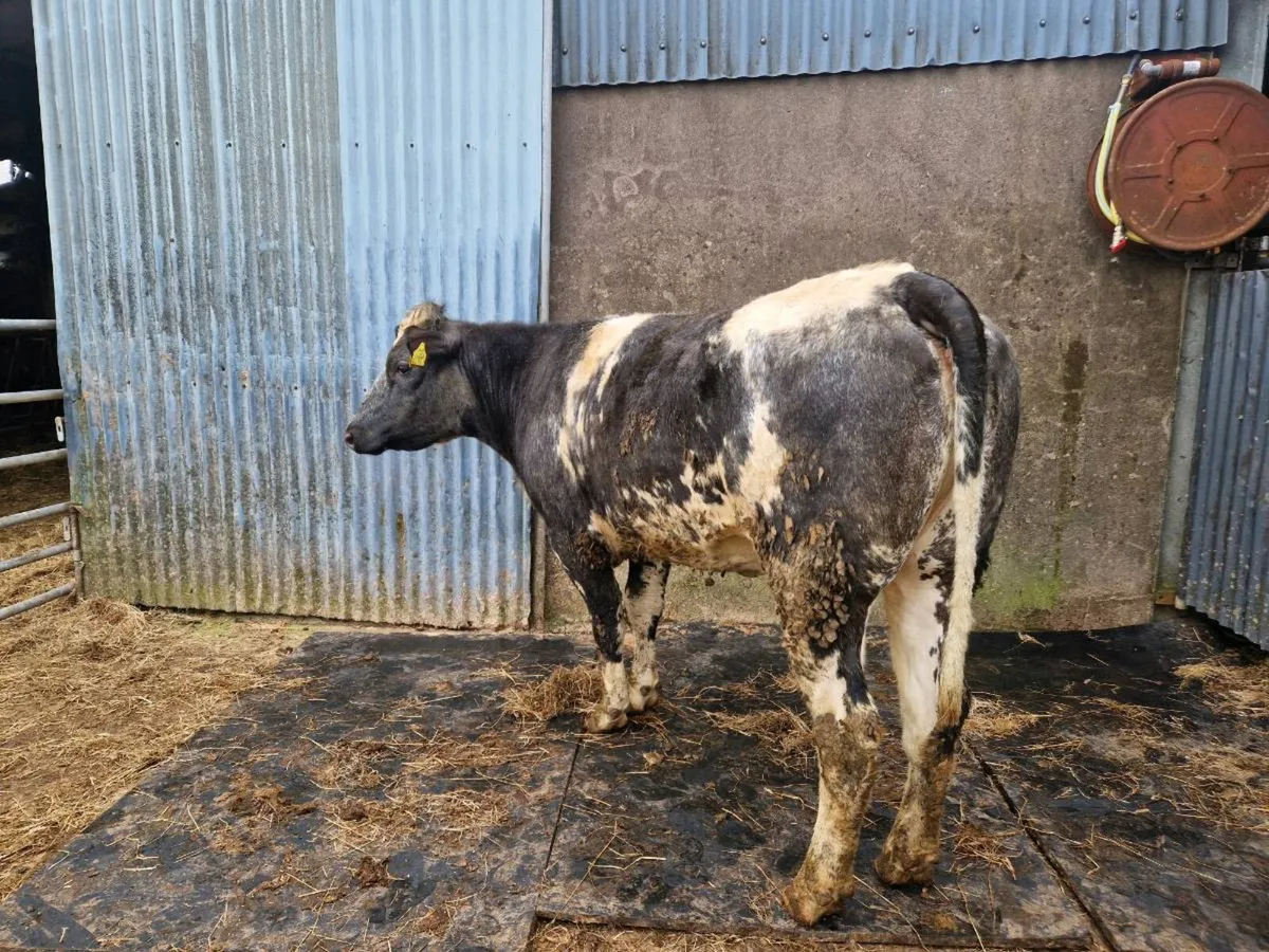 5 star genotype Breeding Heifer - Image 2