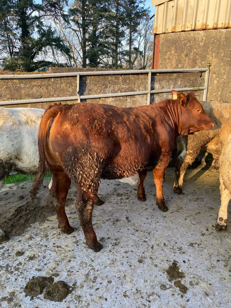 ⭐️⭐️Weanling Heifers⭐️⭐️ - Image 4