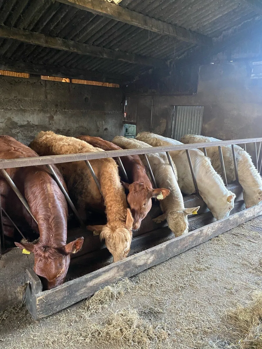 ⭐️⭐️Weanling Heifers⭐️⭐️ - Image 1