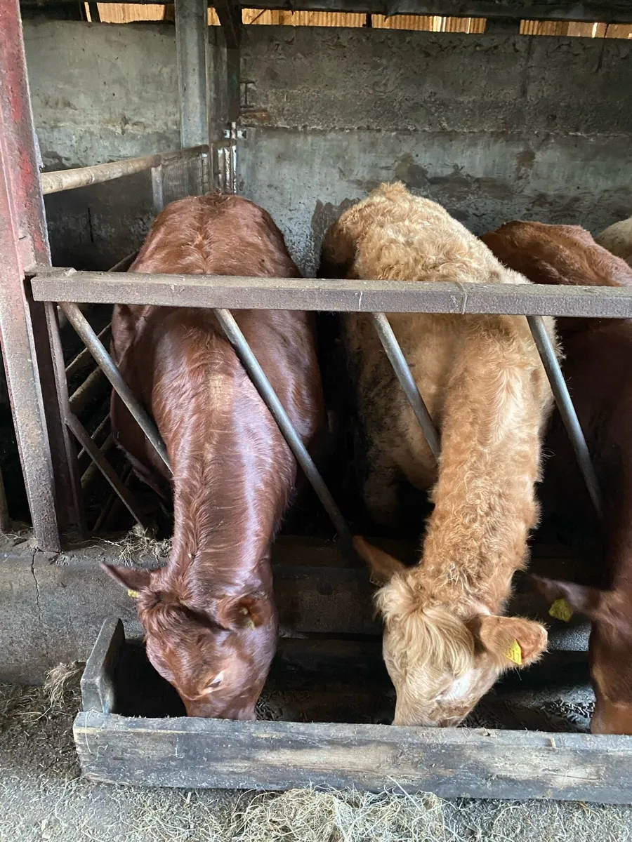 ⭐️⭐️Weanling Heifers⭐️⭐️ - Image 2