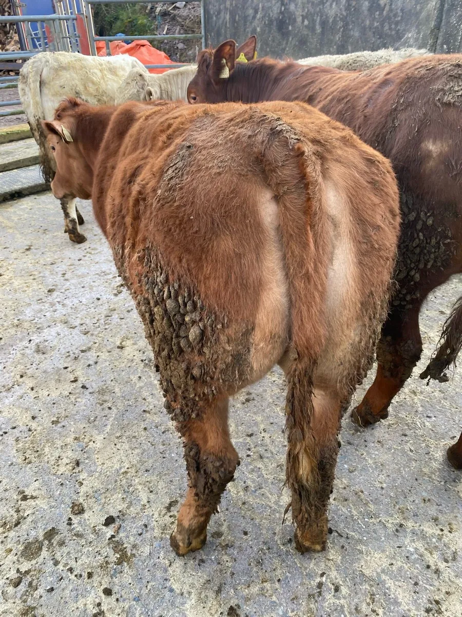 ⭐️⭐️Weanling Heifers⭐️⭐️ - Image 3