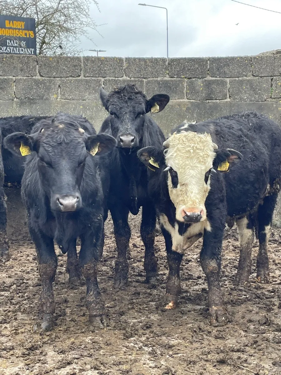 Angus yearlings - Image 1