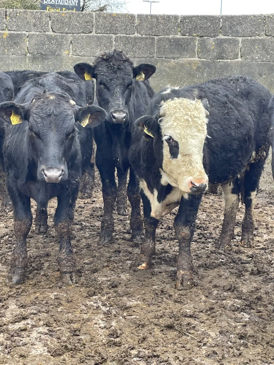 Angus yearlings - Image 3