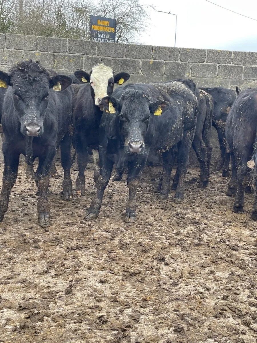 Angus yearlings - Image 4