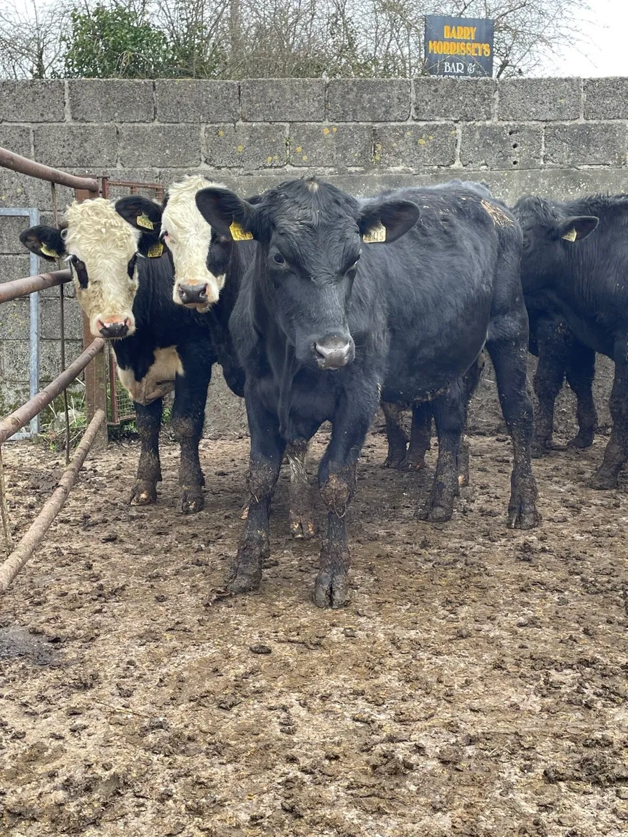 Angus yearlings - Image 2