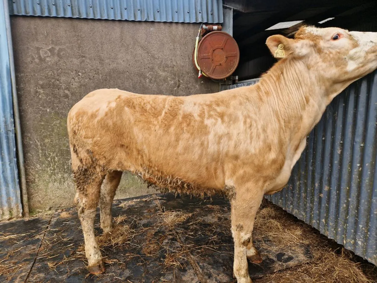 4 star genotype Breeding heifer - Image 2