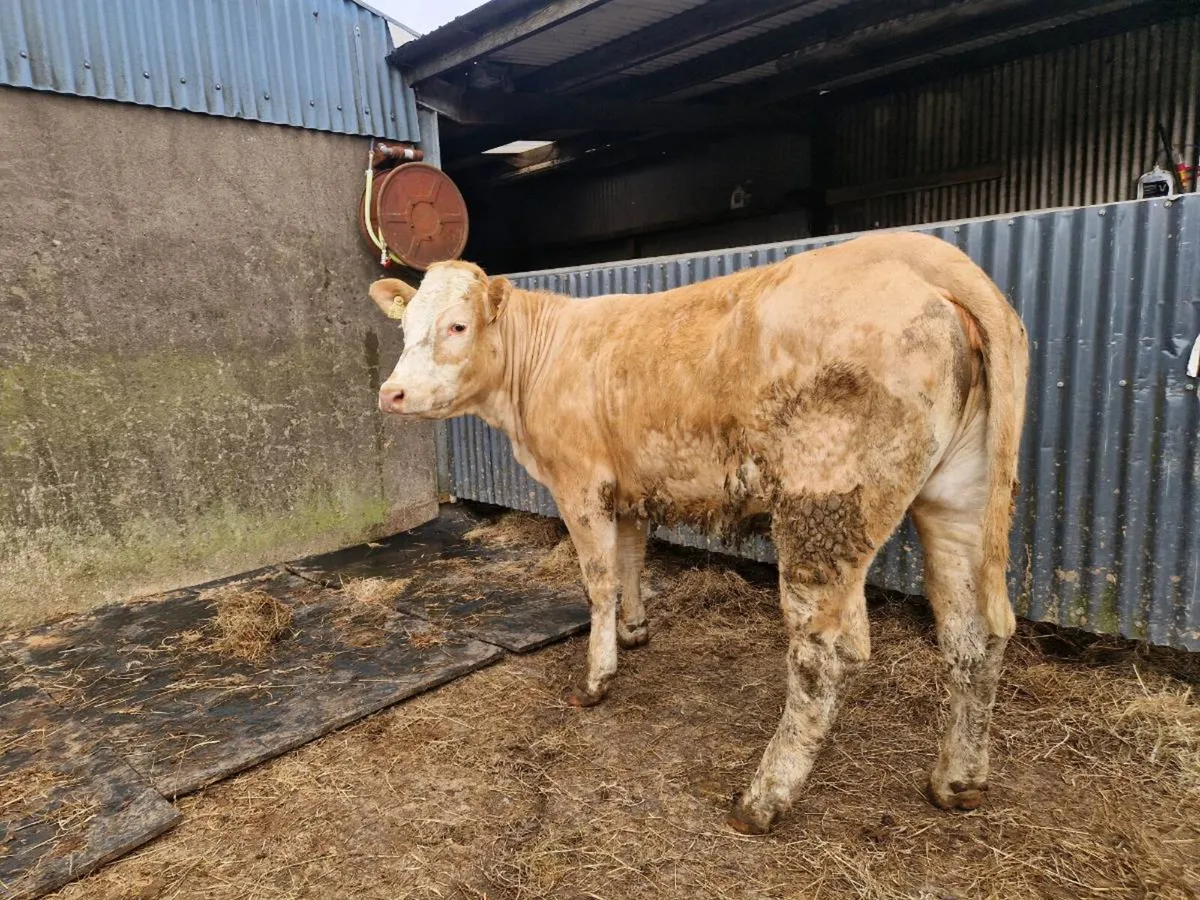 4 star genotype Breeding heifer - Image 1