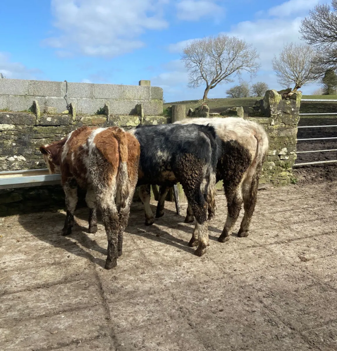 Four R grade continental bull weanlings - Image 4