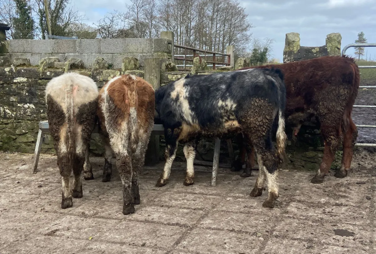 Four R grade continental bull weanlings - Image 2