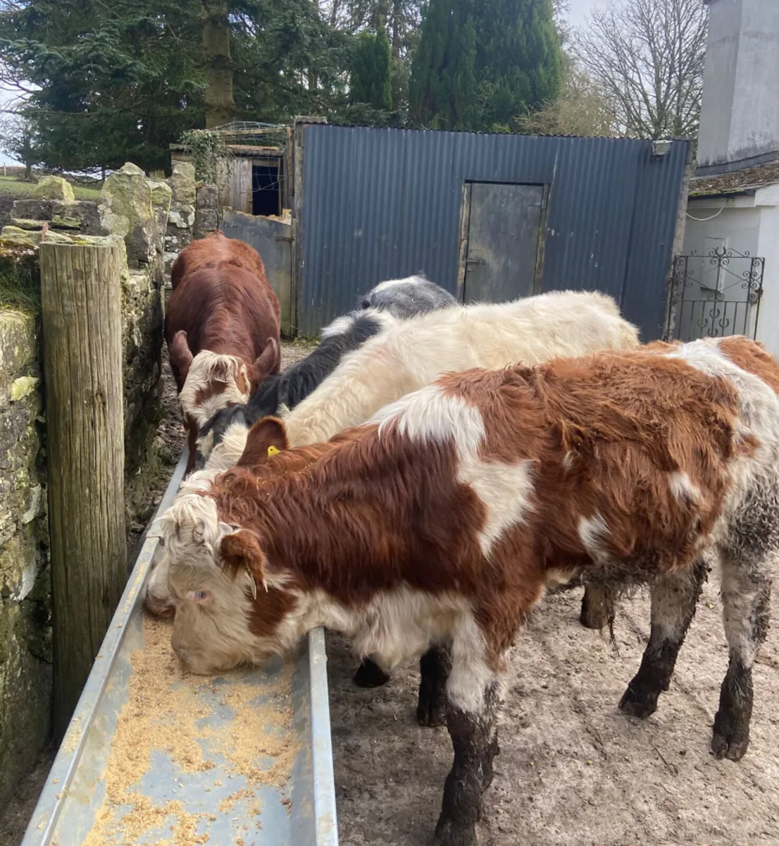 Four R grade continental bull weanlings - Image 1