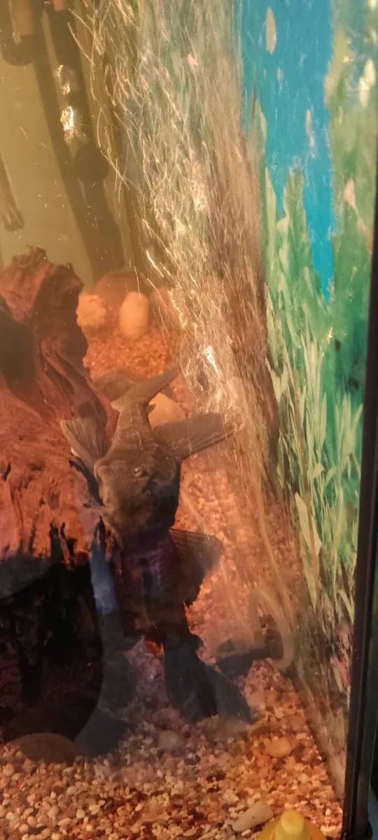 Pleco - Image 3