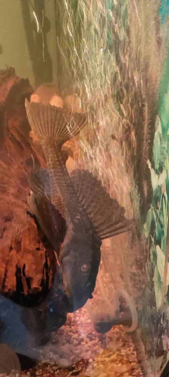 Pleco - Image 1