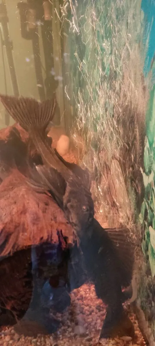 Pleco - Image 2