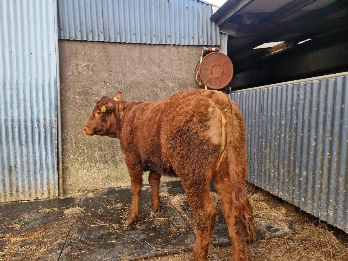 Breeding Heifer 4 star genotype - Image 2