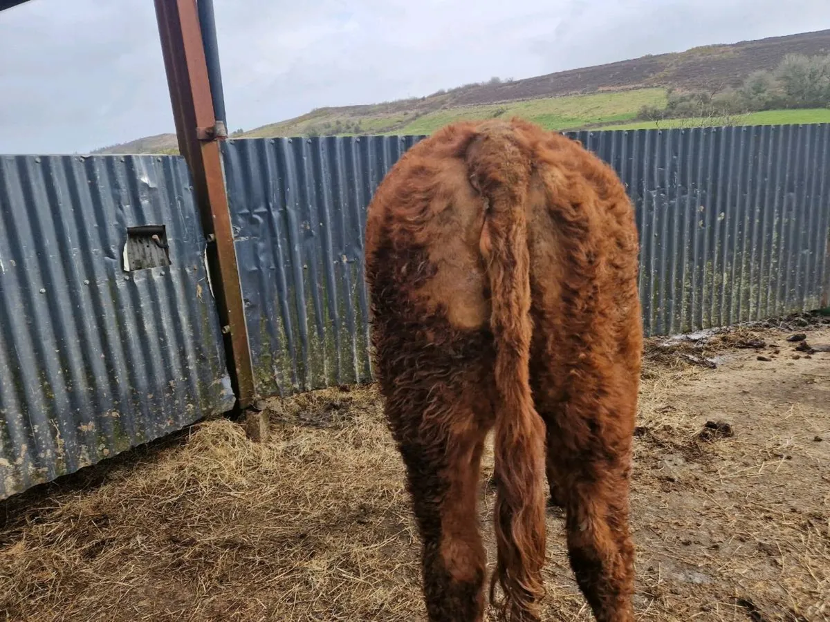 Breeding Heifer 4 star genotype - Image 3