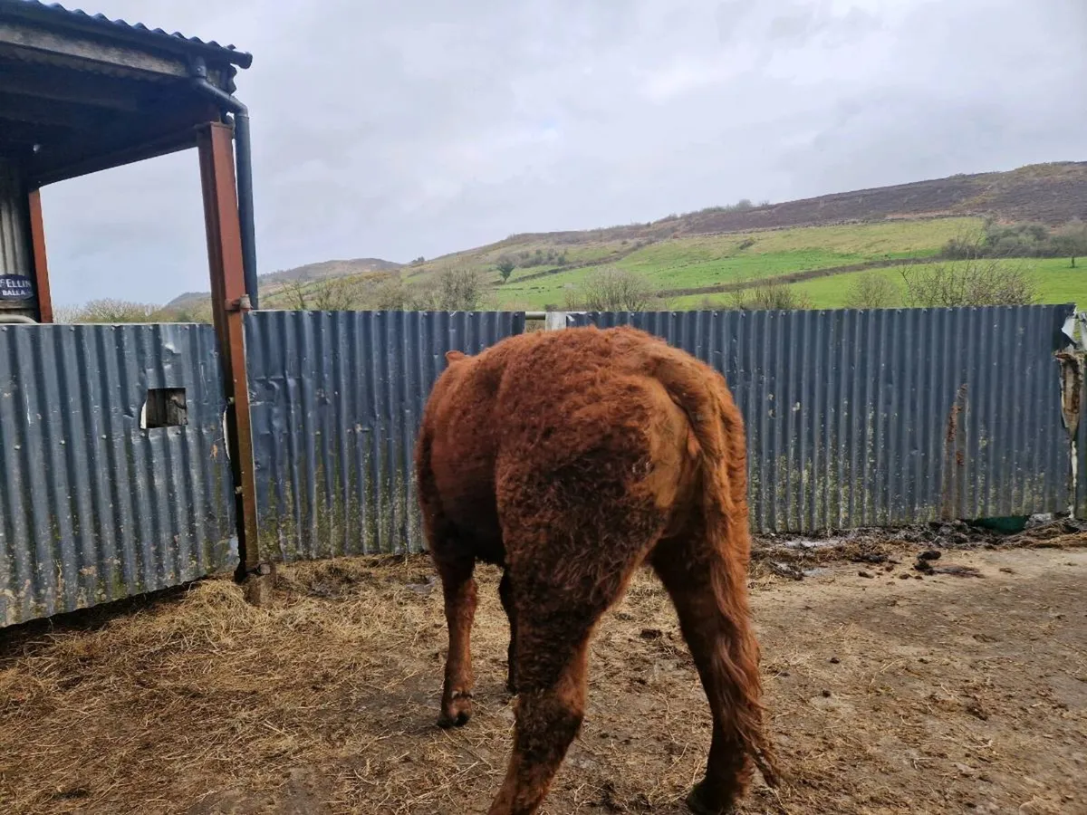 Breeding Heifer 4 star genotype - Image 4