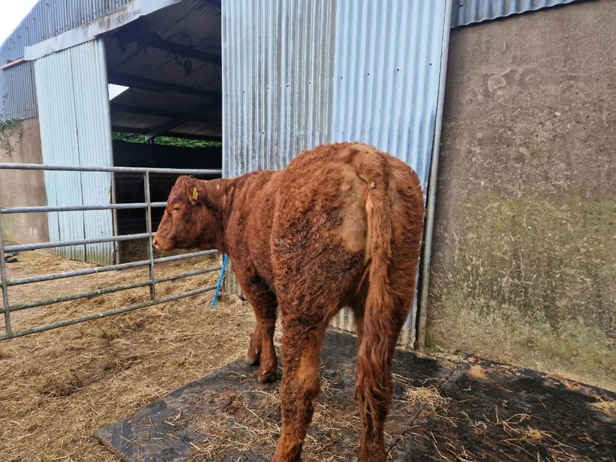 Breeding Heifer 4 star genotype - Image 1