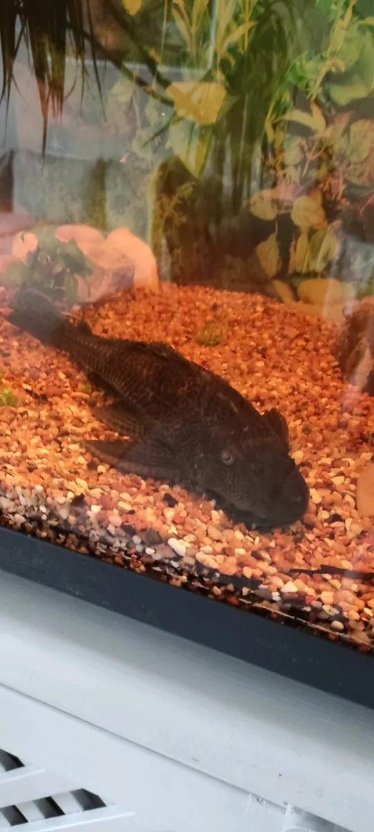 Pleco - Image 4