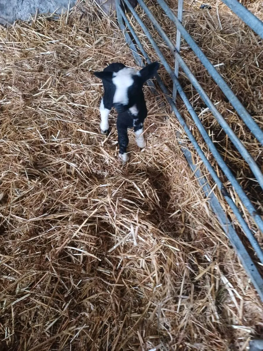 Foster/pet lamb - Image 1