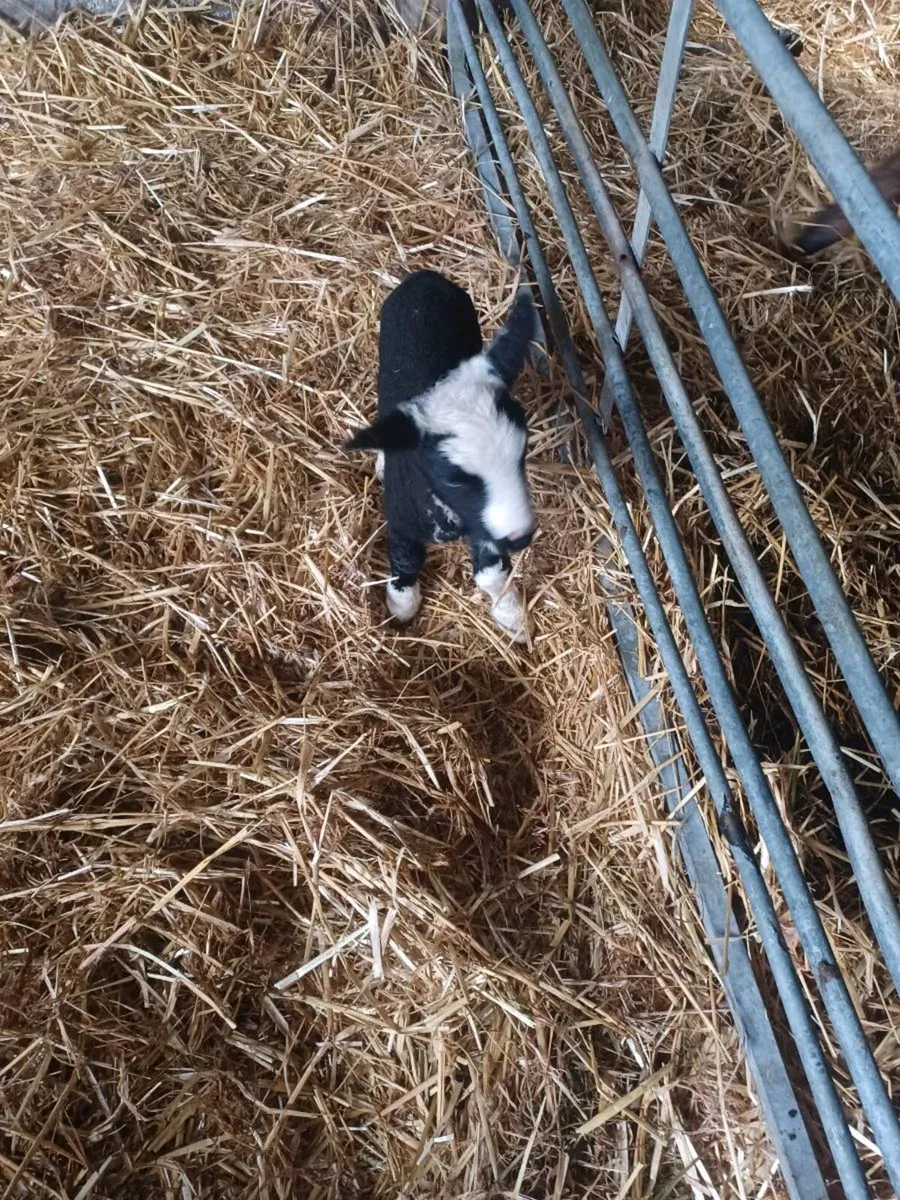 Foster/pet lamb - Image 3