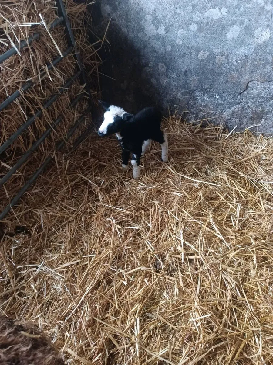 Foster/pet lamb - Image 2