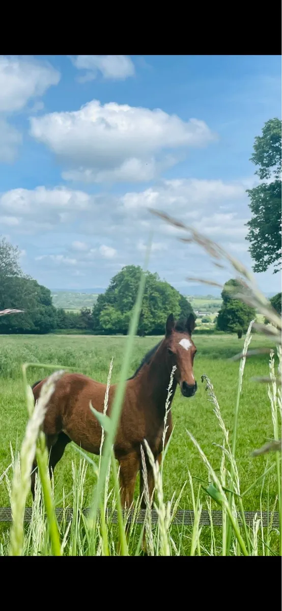 Grass Livery - Image 1