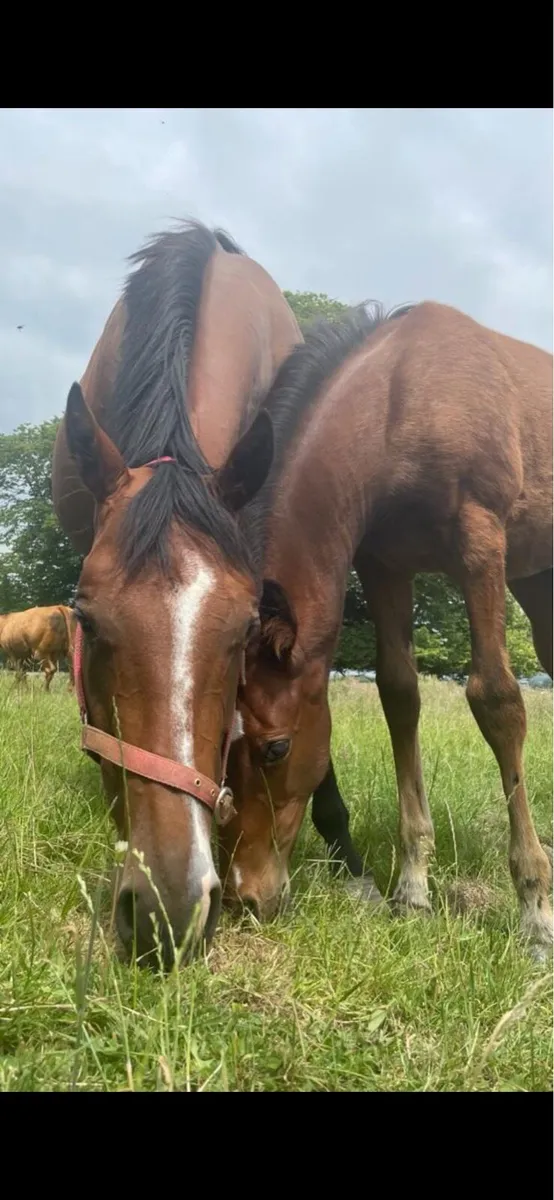 Grass Livery - Image 2