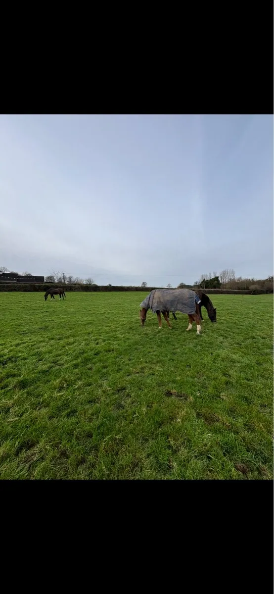 Grass Livery - Image 3