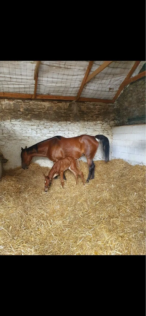 Grass Livery - Image 4