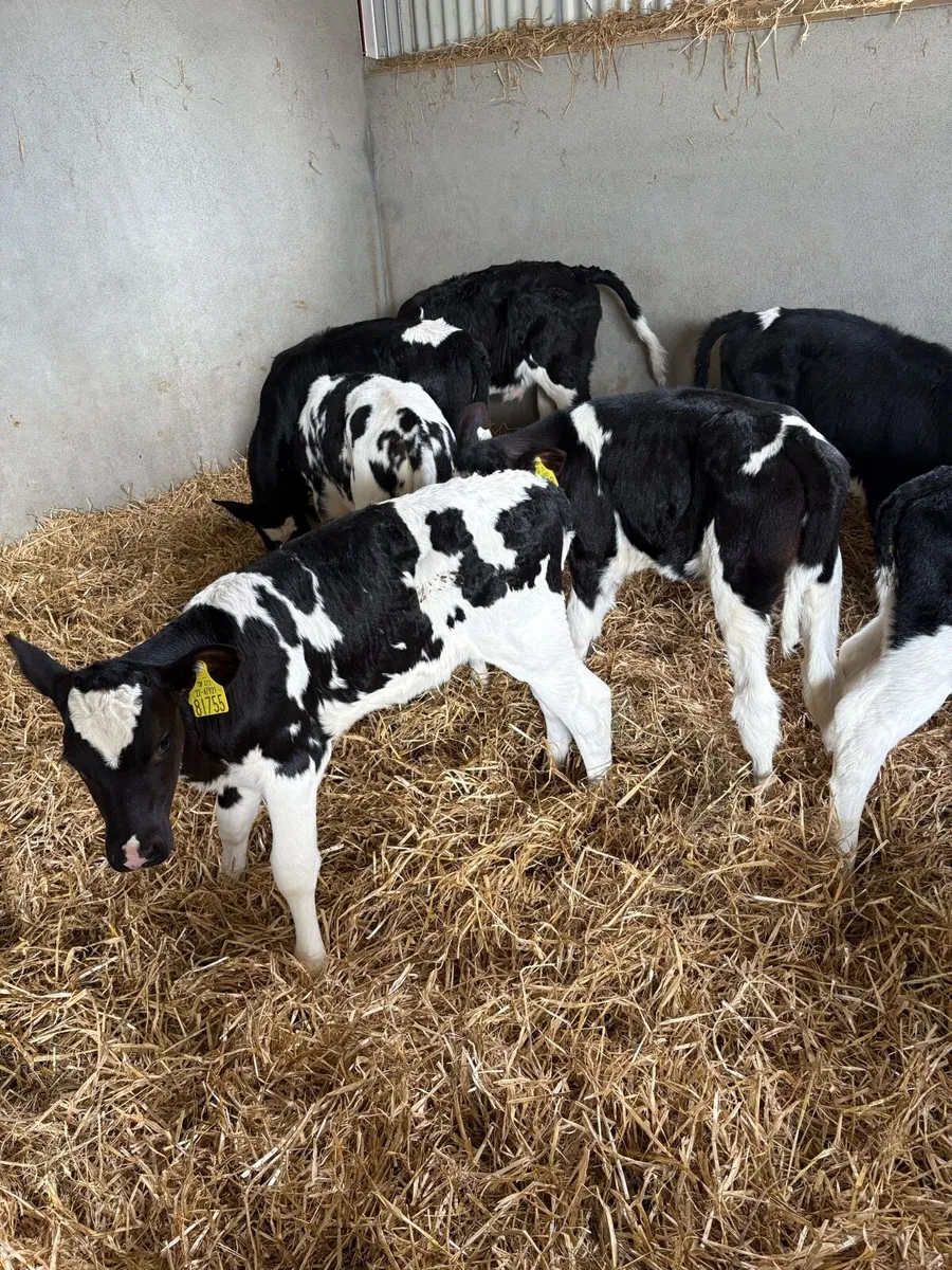 Dairy Heifers - Image 2