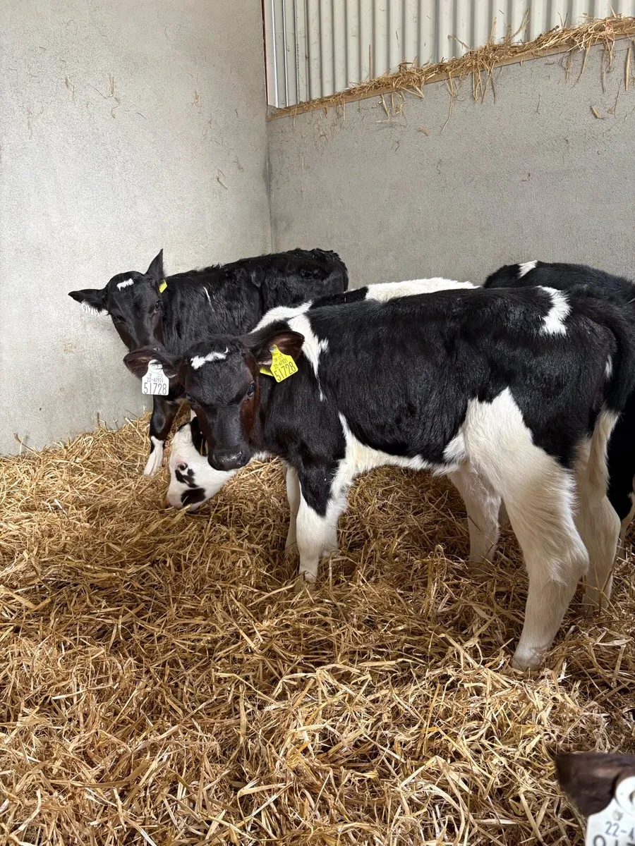 Dairy Heifers - Image 3