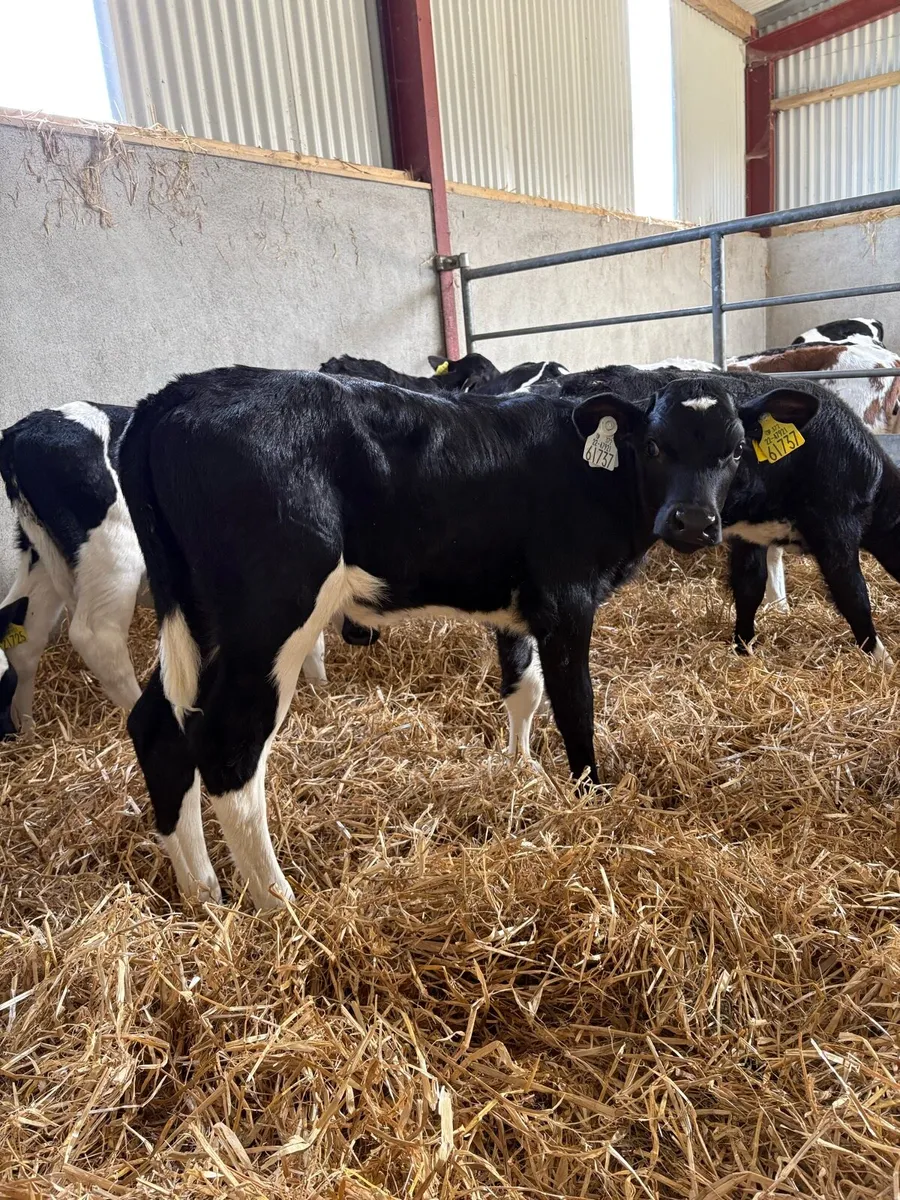 Dairy Heifers - Image 4