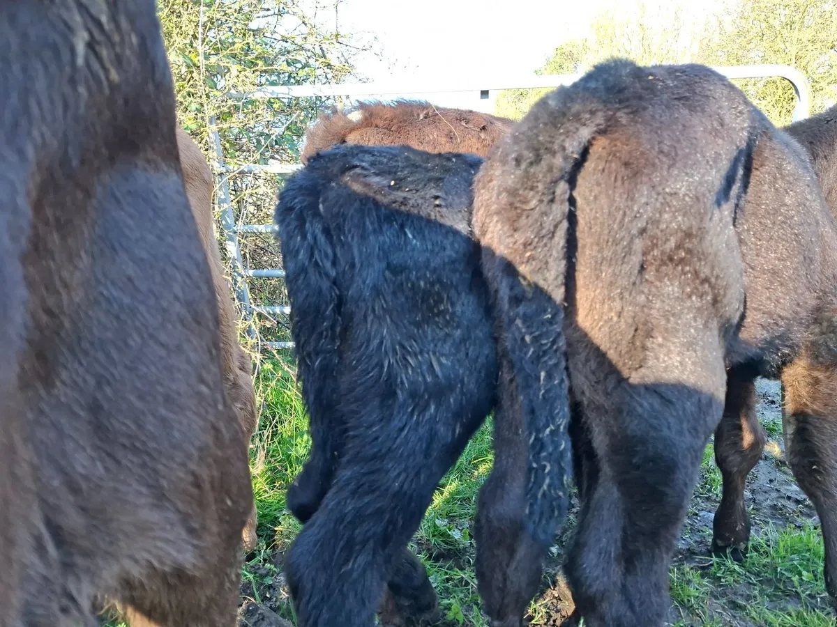 Angus Heifer and Bull Calves - Image 3