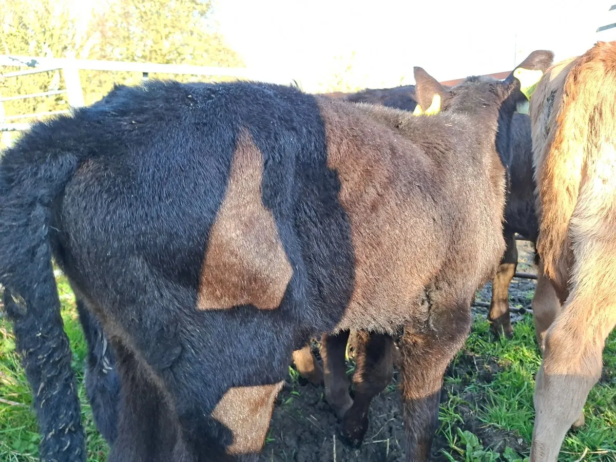 Angus Heifer and Bull Calves - Image 4