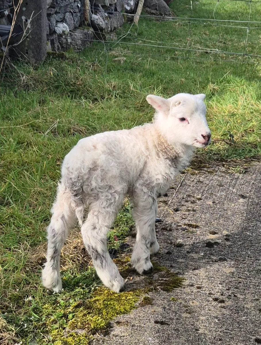Foster lamb