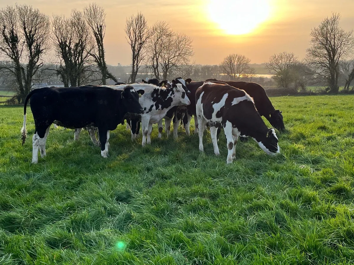 Contract Rearing - Image 4