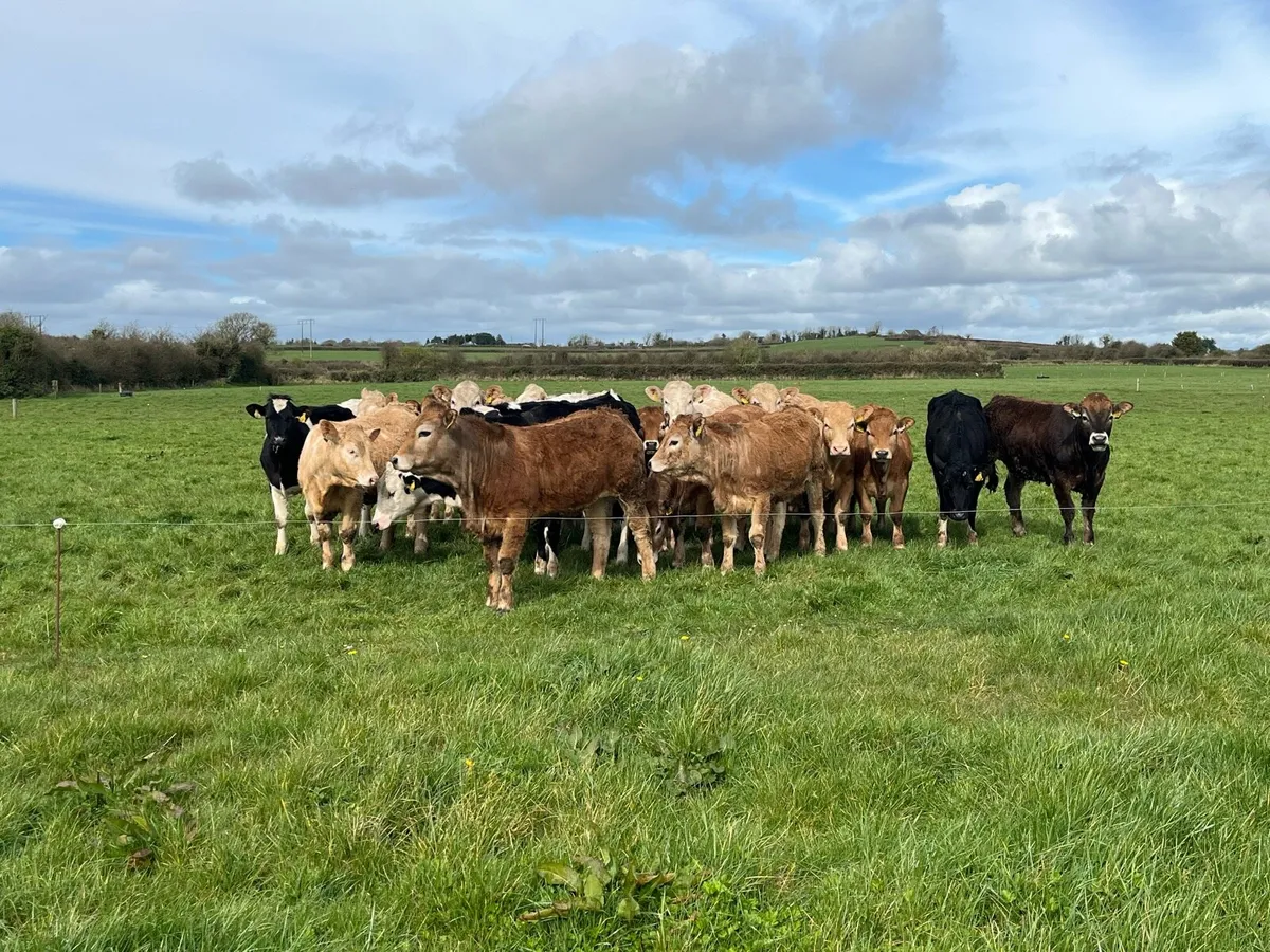 Contract Rearing - Image 1