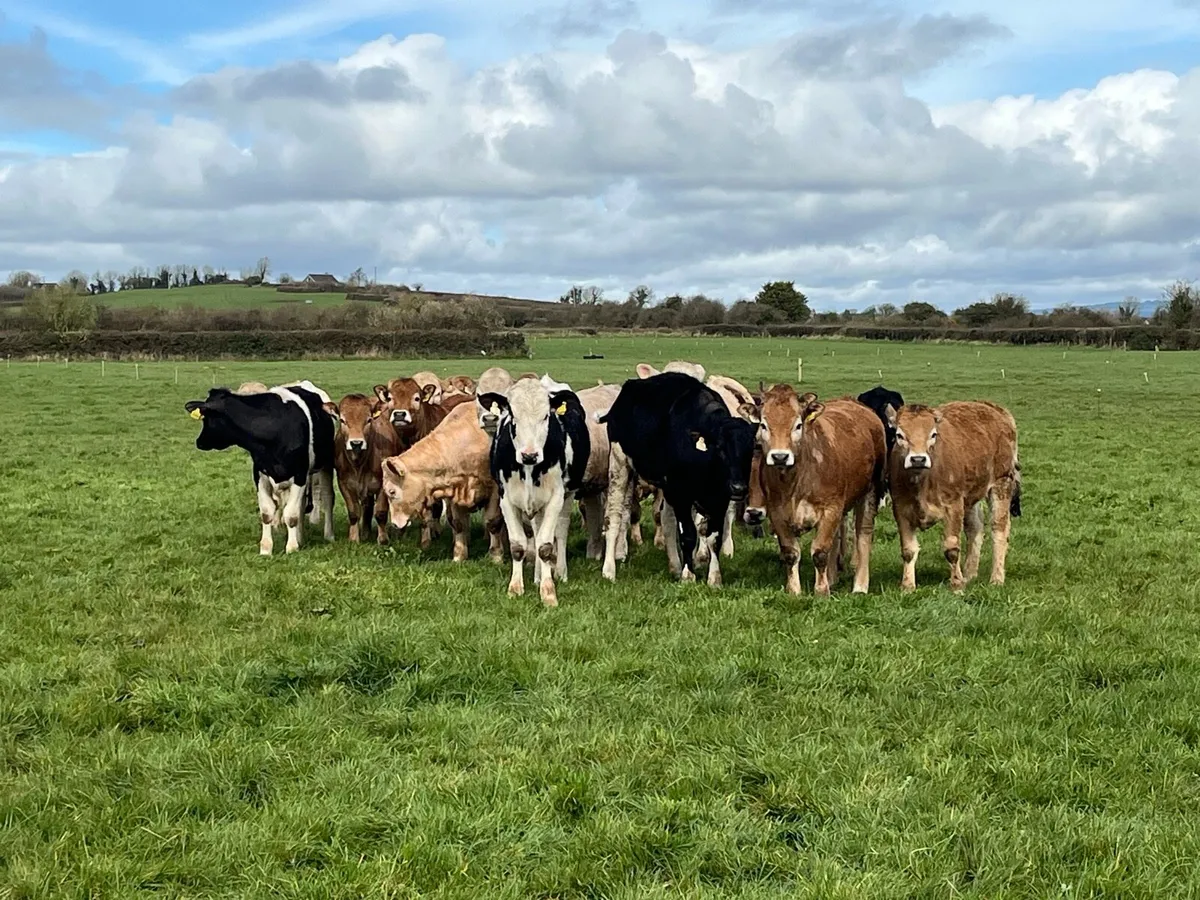 Contract Rearing - Image 3