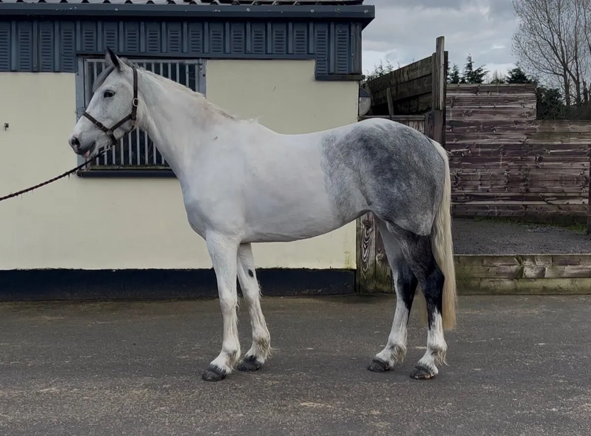 5 year old mare - Image 1