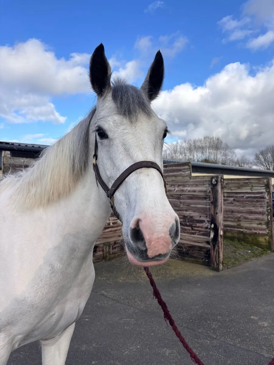 5 year old mare - Image 2