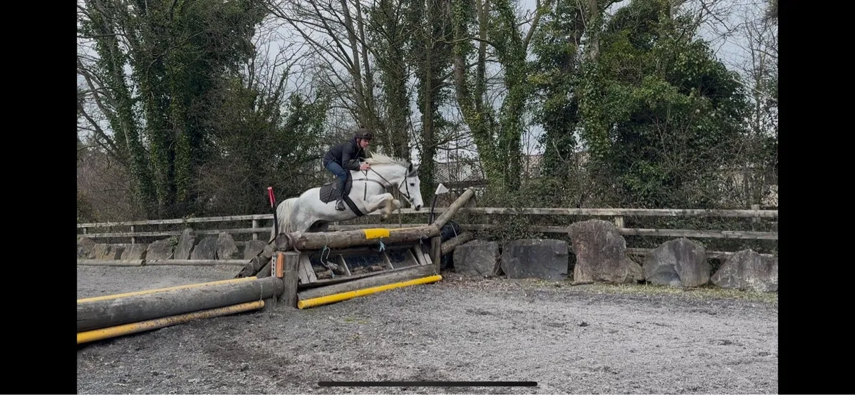 5 year old mare - Image 3