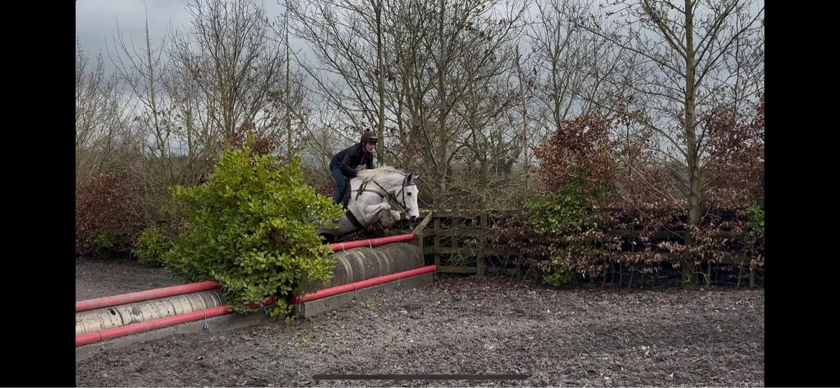 5 year old mare - Image 4