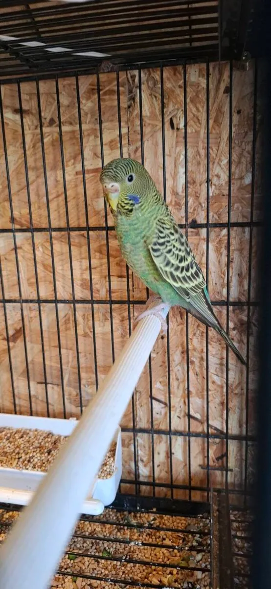 Budgies for sale - Image 1