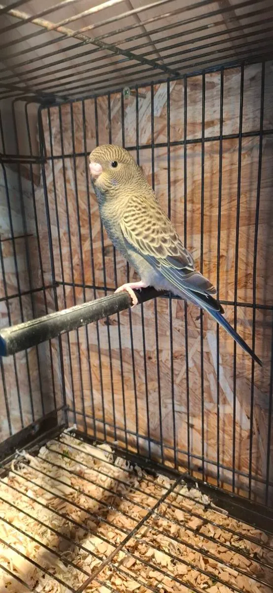 Budgies for sale - Image 2