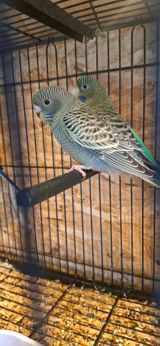 Budgies for sale - Image 3