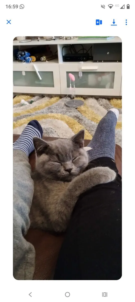 Purebred British Shorthair Cat (GCCFI) - Image 3