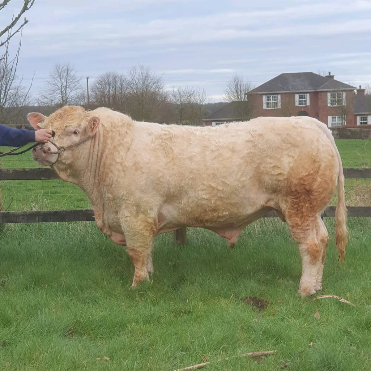 Pedigree Charolais bull - Image 1