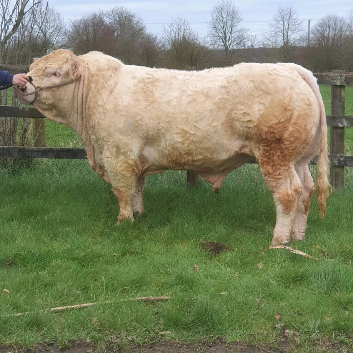 Pedigree Charolais bull - Image 2